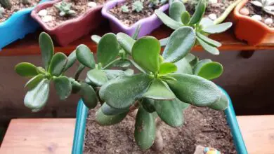 Photo of Poda das plantas de jade: Conselhos para a poda das plantas de jade