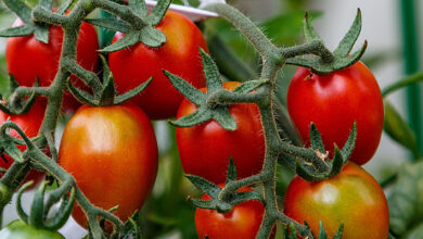 Photo of Podemos plantar alho ao lado dos tomates? Dicas para plantar alho com tomate