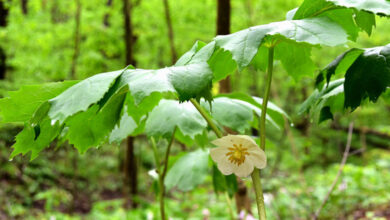 Photo of Podophyllum descascado, May Apple, Podophyllum americano