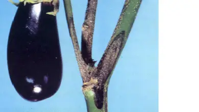 Photo of Podridão dos frutos de berinjelas: Tratamento das berinjelas contra a podridão do Colletotrichum