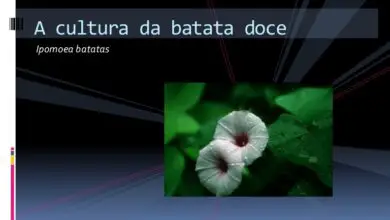 Photo of Podridão Haste da Batata Doce – Fusarium Tratamento da Podridão Haste da Batata Doce