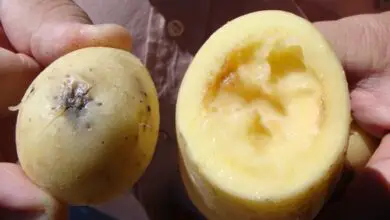 Photo of Podridão seca da batata: O que causa a podridão seca da batata?