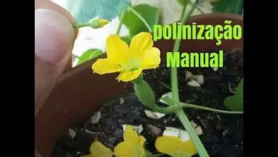 Photo of Polinização de Pepinos – Como Polinizar os Pepinos à Mão
