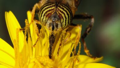 Photo of Polinização e polinização cruzada: tudo o que você precisa saber como jardineiro