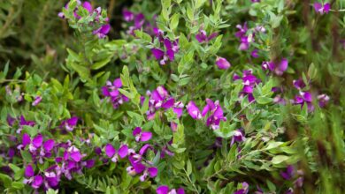 Photo of Polygala myrtifolia ou Polygala plant care