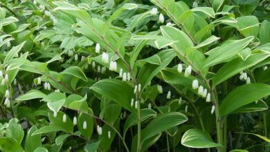 Photo of Polygonatum odoratum ou Solomon’s seal plant care