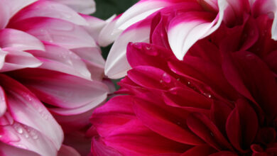 Photo of Porque é que a peónia é considerada a rainha das flores?