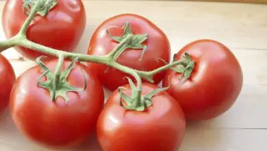 Photo of Porque é que o tomate tem um sabor azedo ou amargo – Como curar o sabor amargo do tomate