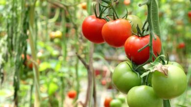 Photo of Porque é que os tomates vermelhos são verdes por dentro