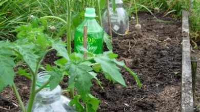 Photo of Potted Irrigation System: Uma Forma Inteligente de Irrigar Pequenos Jardins