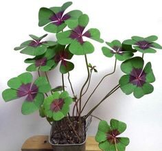 Photo of Potted sorrel – Como cuidar das plântulas de sorrel em vaso