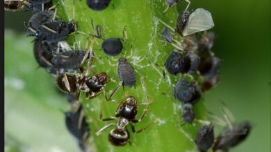 Photo of Pragas comuns em hortas – Dicas para o tratamento de pragas vegetais