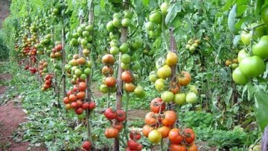 Photo of Pragas de tomateiro: dicas para tratar as pragas do tomate