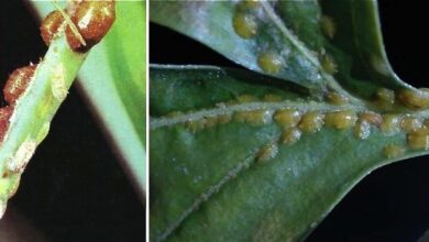 Photo of Pragas e doenças das plantas domésticas