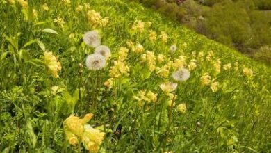 Photo of Primula Caucasiana