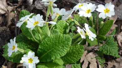 Photo of Primula da floresta