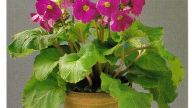 Photo of Primula obconia