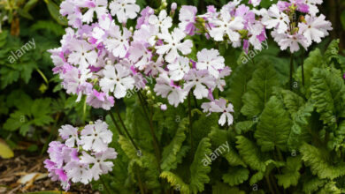 Photo of Primula sieboldii Primula sieboldii, Sakurasoo