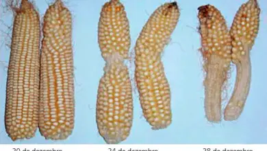 Photo of Problemas com a planta do milho: razões pelas quais uma planta de milho enrugou