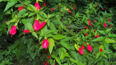 Photo of Problemas com as flores de feijão: por que as flores de feijão caem sem fazer cápsulas