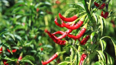 Photo of Problemas no cultivo da pimenta e doenças das plantas pimenteiras