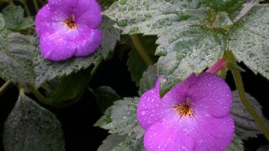 Photo of Problemas, propagação e espécies de Achimenes