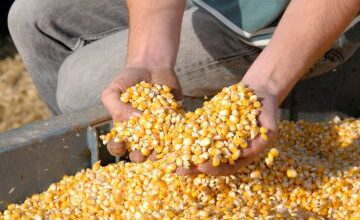 Photo of Produtores de milho: dicas para a remoção de ventosas