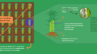 Photo of Propagação da cana-de-açúcar – Como propagar plantas de cana-de-açúcar