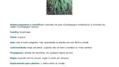 Photo of Propagação da citronela por divisão: Dicas para a divisão das plantas de capim-limão