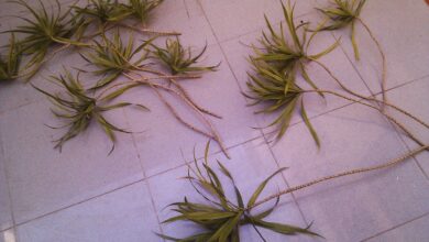 Photo of Propagação das estacas de dracaena – Aprenda a enraizar as estacas de dracaena