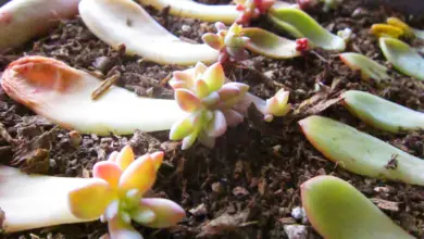 Photo of Propagação das suas plantas de casa com estacas de folhas