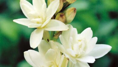 Photo of Propagação de plantas angélicas: cultivo de estacas e sementes de angélica