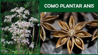 Photo of Propagação de plantas de anis: Como propagar plantas de anis