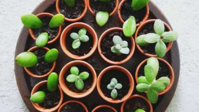 Photo of Propagação de plantas de jade