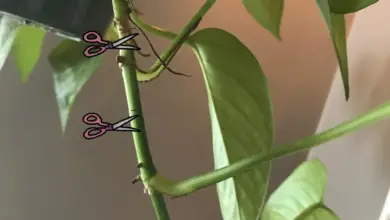 Photo of Propagação de Pothos : Como propagar um Pothos