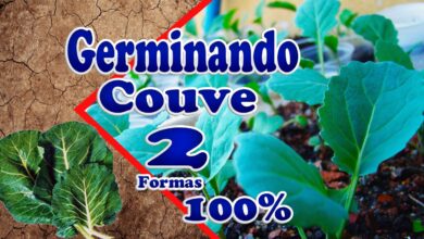 Photo of Propagação de sementes de couve-rábano: Aprenda a plantar sementes de couve-rábano