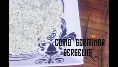 Photo of Propagação de sementes de sésamo: aprender quando plantar sementes de gergelim