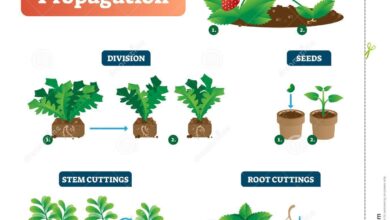 Photo of Propagação gratuita de novas plantas