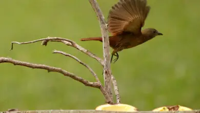 Photo of Protecção das aves-semente: evitar que as aves comam as plântulas
