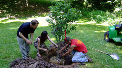 Photo of Proteger as árvores dos veados: Proteger as árvores recém plantadas dos veados