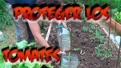Photo of Proteger as plantas de tomateiro: como proteger as plantas de tomateiro dos animais