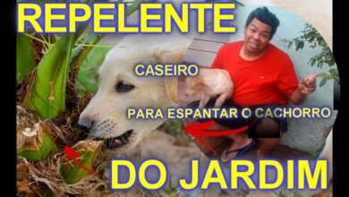 Photo of Proteger as plantas dos cães: manter os cães afastados das plantas do jardim