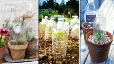 Photo of Proteger as plantas em vaso: Dicas para proteger as plantas em vaso dos animais