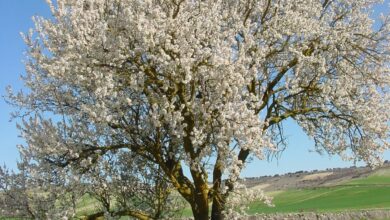 Photo of Prunus amygdalus Amandier (Almendro)