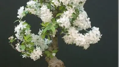 Photo of Prunus spinosa, uma planta capaz de decorar jardins