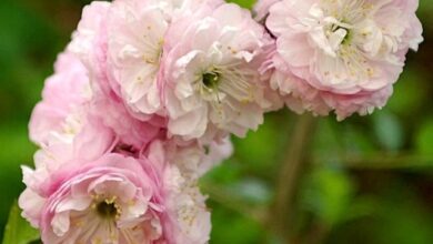 Photo of Prunus triloba amêndoa chinesa