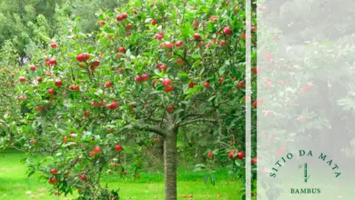 Photo of Quais são as árvores frutíferas ideais para se ter no jardim?
