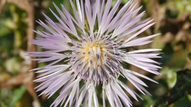 Photo of Quais são as preocupações dos Galactites tomentosa ou cardo branco