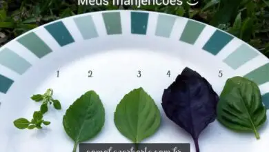 Photo of Quais são as variedades de manjericão: Tipos de manjericão para cozinhar