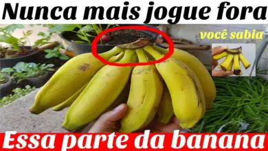 Photo of Quais são os benefícios das ervas de banana? Saiba mais sobre o cultivo da banana